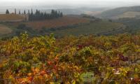 Vignoble de fauge res